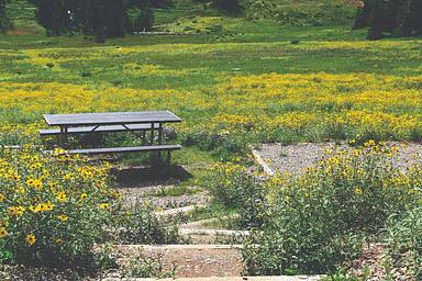 Path leading down to a picnic table, tent pad and meadow of flowers. 