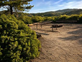Shrubs and group fire rings