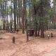 Ponderosa Campground