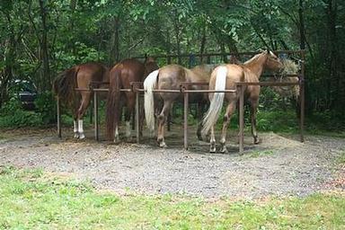 Horses at the Cataloochee Horse Camp stalls