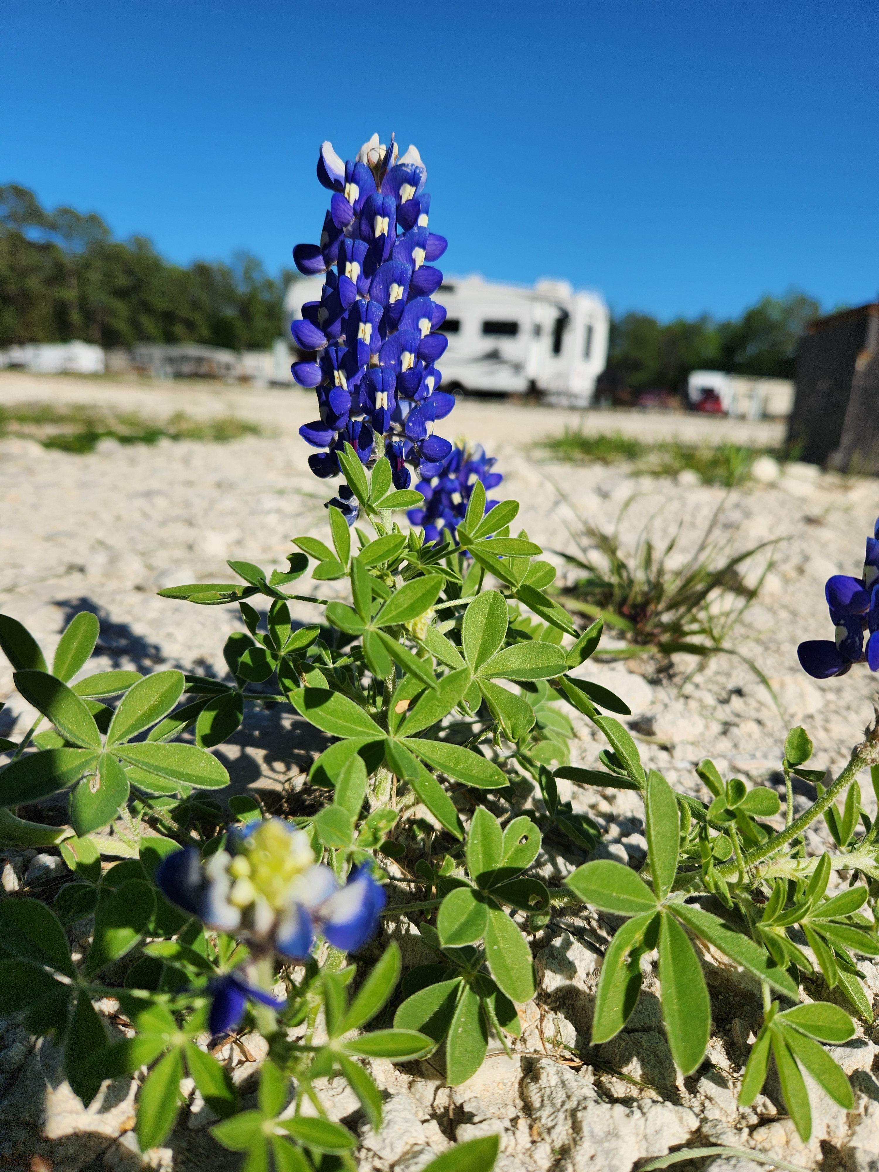Texas Gold RV Ranch