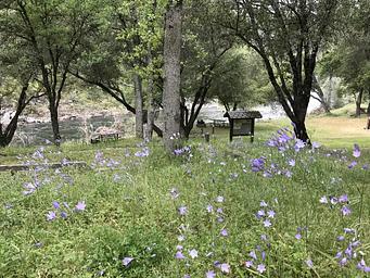 Willow Placer Campground in spring time
