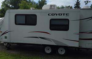 coyote lifestyle