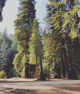 Gualala River Redwood Park