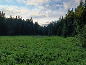 meadow on walking trail around Hemlock Lake