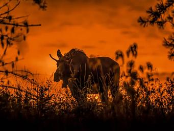 Nez Perce-Clearwater National Forest