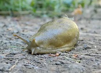 Close up of a banana slug, facing the lower left of the photo on a dirt ground with a green background. 