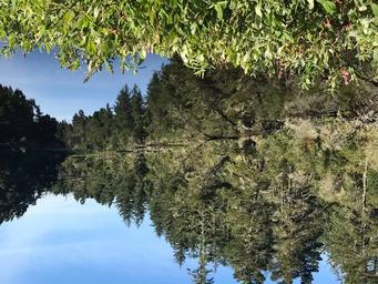 Conifer trees reflected on still lake under blue sky.