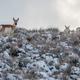 A herd of pronghorn antelope explores the snowy rangelands near Duncan Reservoir