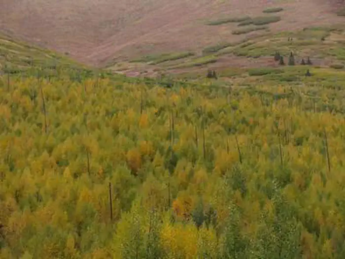 Caribou Creek Cabin
