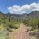 A trail winds through cacti and plants into the canyon.