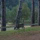 Image of a deer walking through a grassy/treed area on park grounds — useful to illustrate wildlife and atmosphere. Shown on the Contact Us page (https://www.rervpark.com/contact-us).