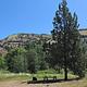 This photo shows a typical campsite at Lone Pine with a large juniper, picnic table, and fire ring.