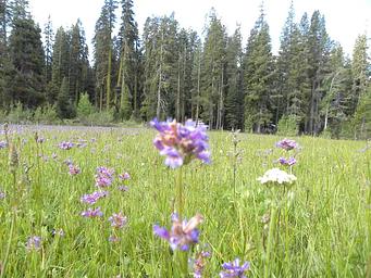 YUBA PASS CAMPGROUND