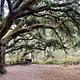 Large oak tree bending over site 2 at Sky Camp in Point Reyes.