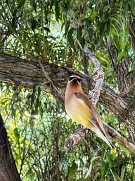 Cedar waxwing pausing for a photo op