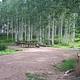 Campsite surrounded by aspen trees. 