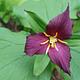 Trillium flower at Hemlock Lake