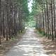 Tree‑lined dirt park road/entrance through rows of pines — clear on-site view matching homepage header (page: https://www.pineridgeparkcampsite.com/). Good overall property scene.