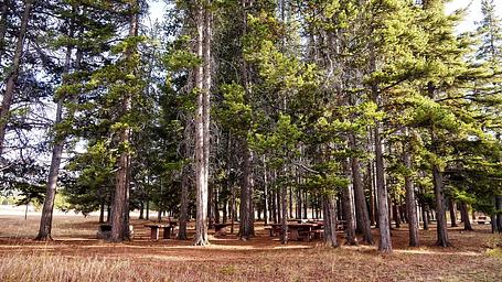 Pine Island Group Area