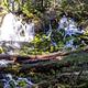 Clearwater Falls