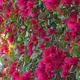 Beautiful pink flowers inside a wooden fence
