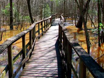 The boardwalk through Congaree National Park