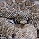 Coiled rattlesnake resting head on rattle