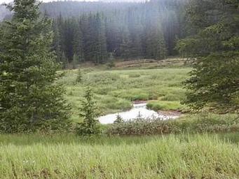 Grassy meadow with river and trees in the back ground