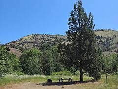 This photo shows a typical campsite at Lone Pine with a large juniper, picnic table, and fire ring.