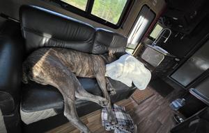 NYK Adventure Bus