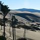Shore pines in silhouette with large sand dune and blue hills in background.