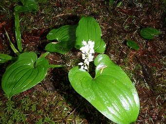 False Lily of the Valley
