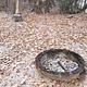 Bass Lake Campsite Fire Ring