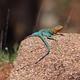 A colorful lizard sits atop a boulder.