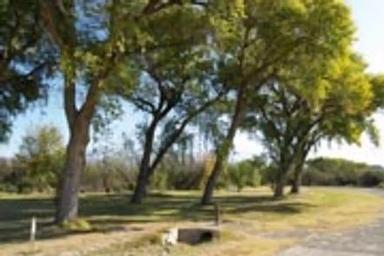 Large Cottonwood trees lining the group campsites with green grass