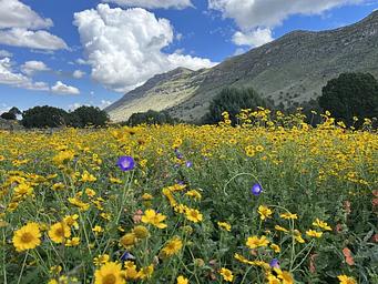 Dog Canyon Campground