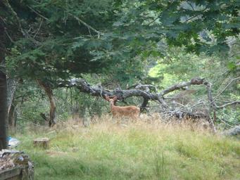 Hermit Island Campground