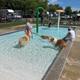 Dogs and people in a pool area.