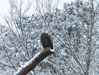 Gillham Lake Cossatot Reefs Park 