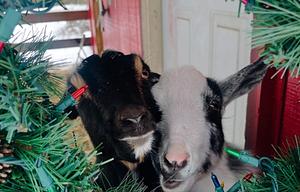 Embrace Adventure--Charming Maine Farm Rental