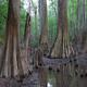 The endless wet terrain and wide Bald Cypress (Taxodium distichum) trees  in Congaree National Park.
