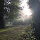Misty morning among tall trees and open grassy lane — good for conveying the redwood/woodland atmosphere on the campground; image appears on the site’s About Us page.