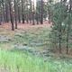 GRIZZLY Trees