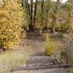 A set of wood and gravel steps leads through trees to the Red Creek Group Site