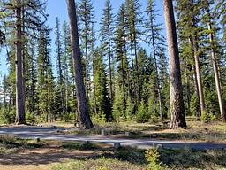 Seeley Lake Lolo Campground (MT)