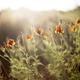 Campspot slideshow image 5