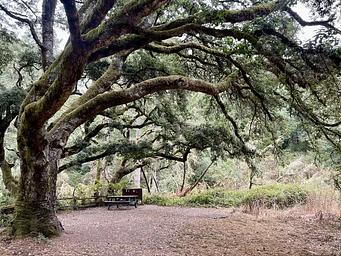 Point Reyes National Seashore Campground