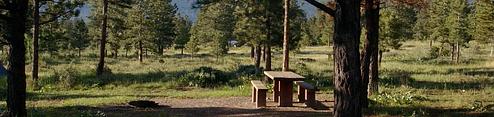 This campground is located in a semi-wooded area with grasses and bushes covering the forest floor.