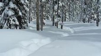 Hemlock Cabin